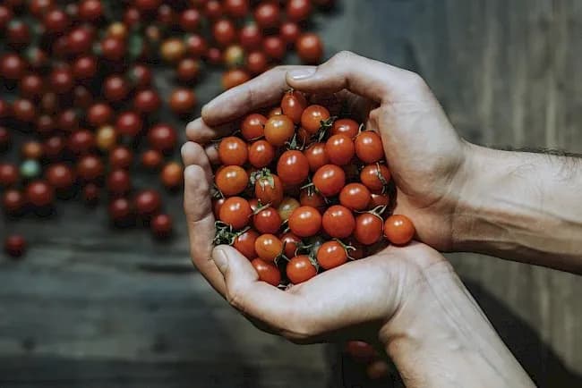 Ile kcal ma pomidor koktajlowy? Poznaj wartość odżywczą!